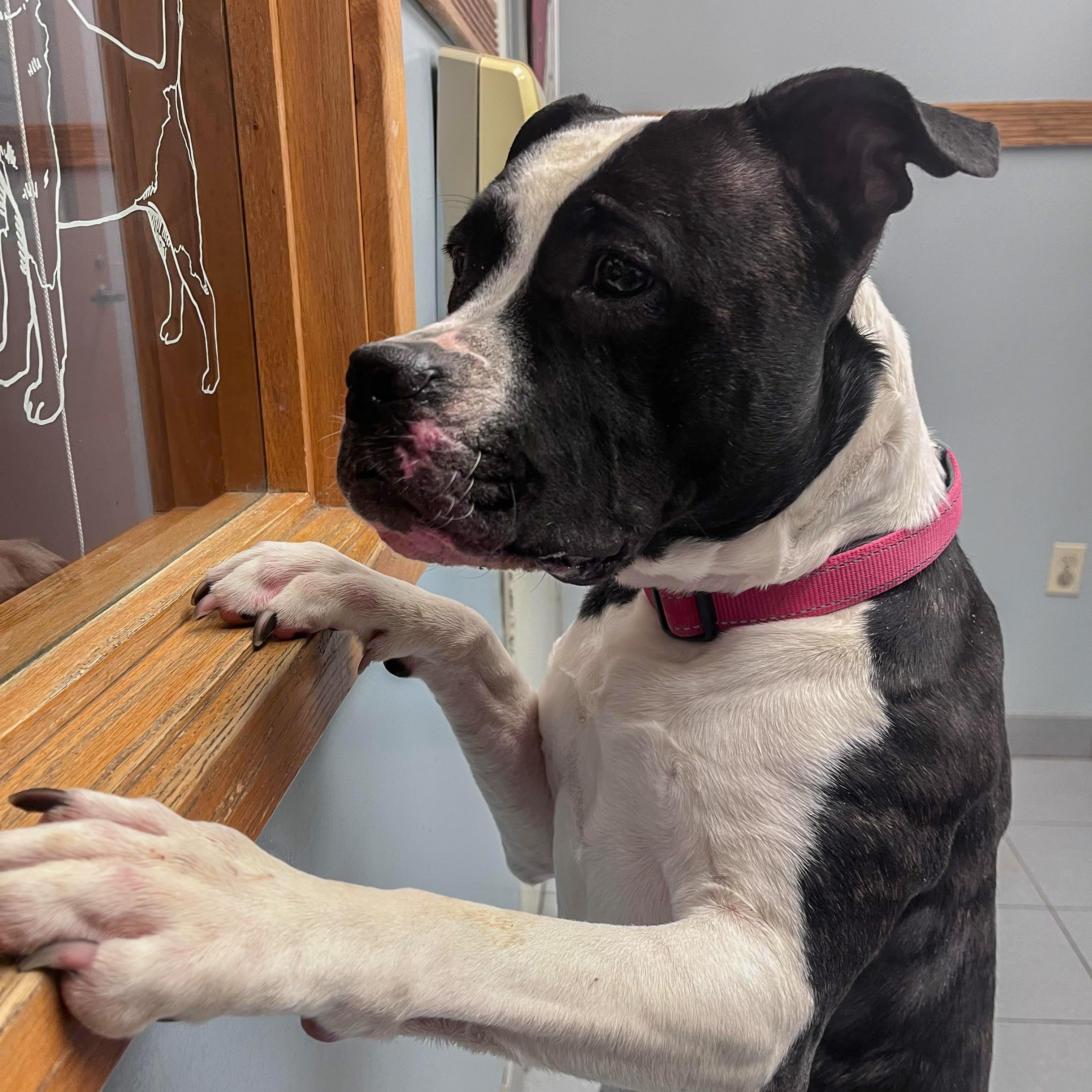 Trixy , ADOPTABLE, Adult Female Pit Bull Terrier & Boxer.