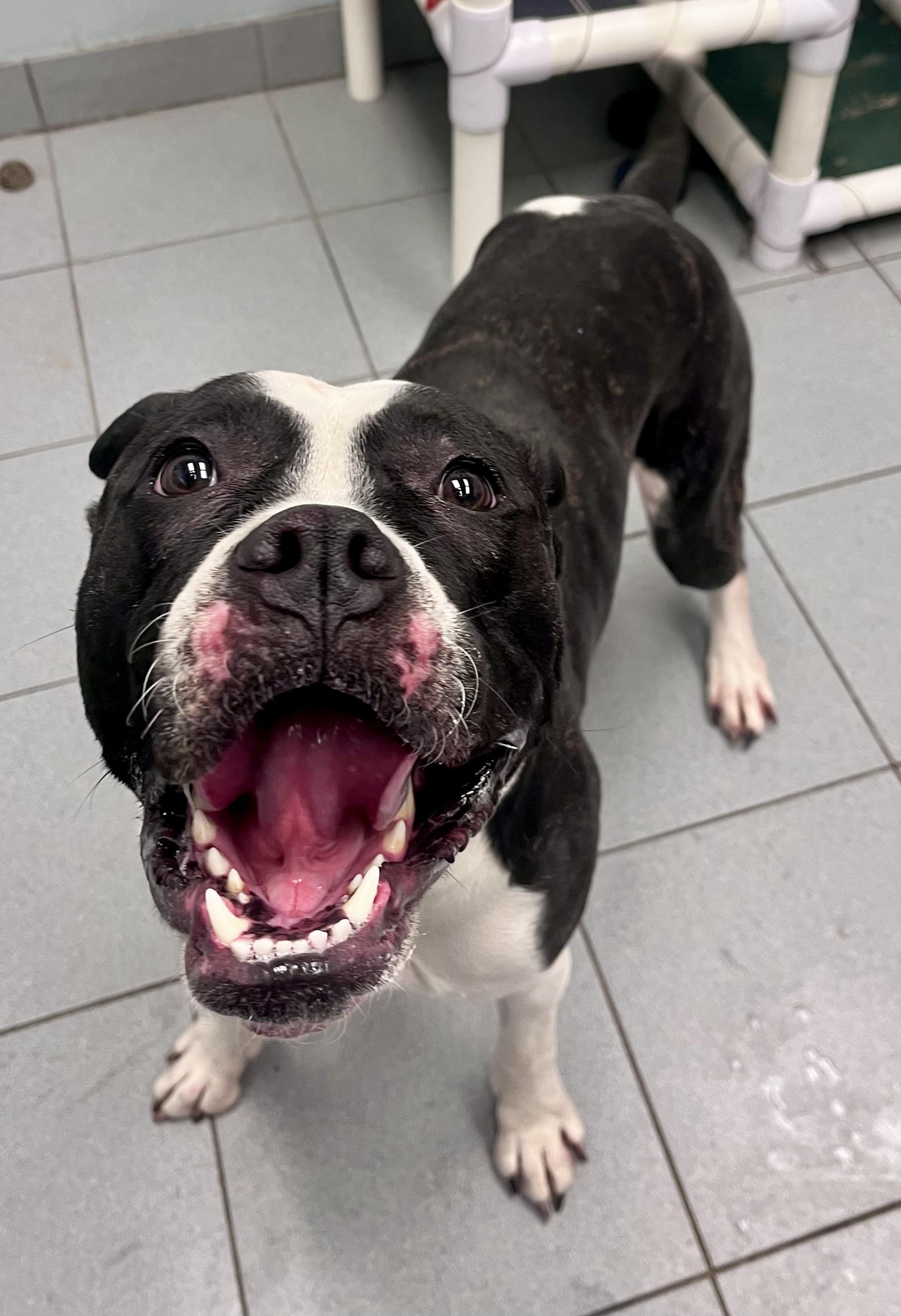 Enlarge Trixy , a ADOPTABLE mixed breed in Buffalo, NY image 6/6