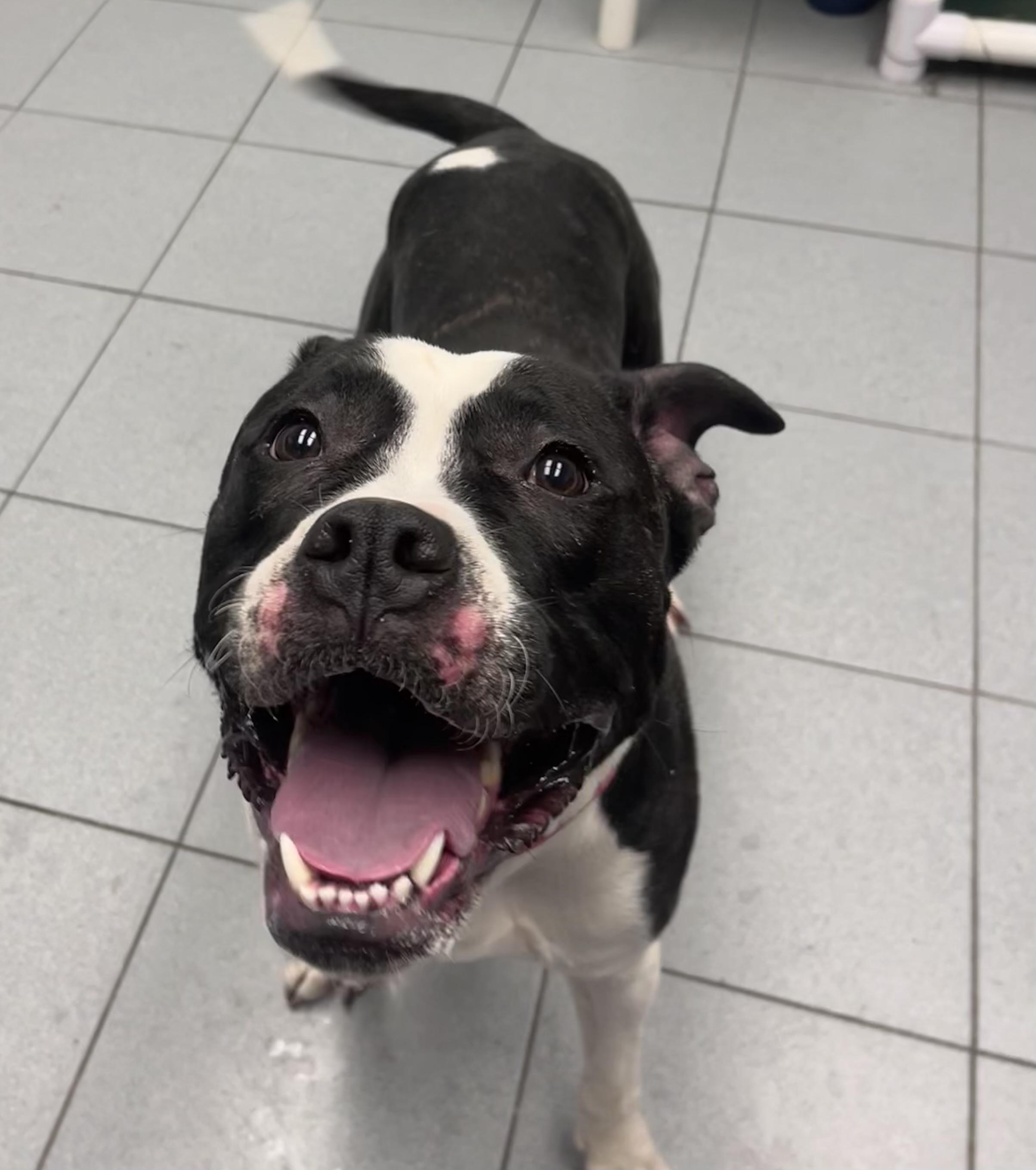 Enlarge Trixy , a ADOPTABLE mixed breed in Buffalo, NY image 2/6