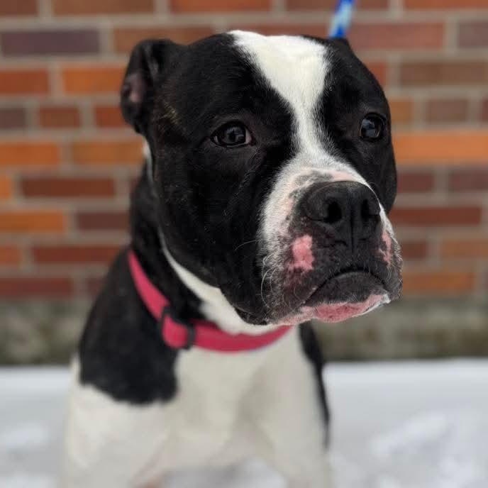 Trixy , ADOPTABLE, Adult Female Boxer & Pit Bull Terrier.