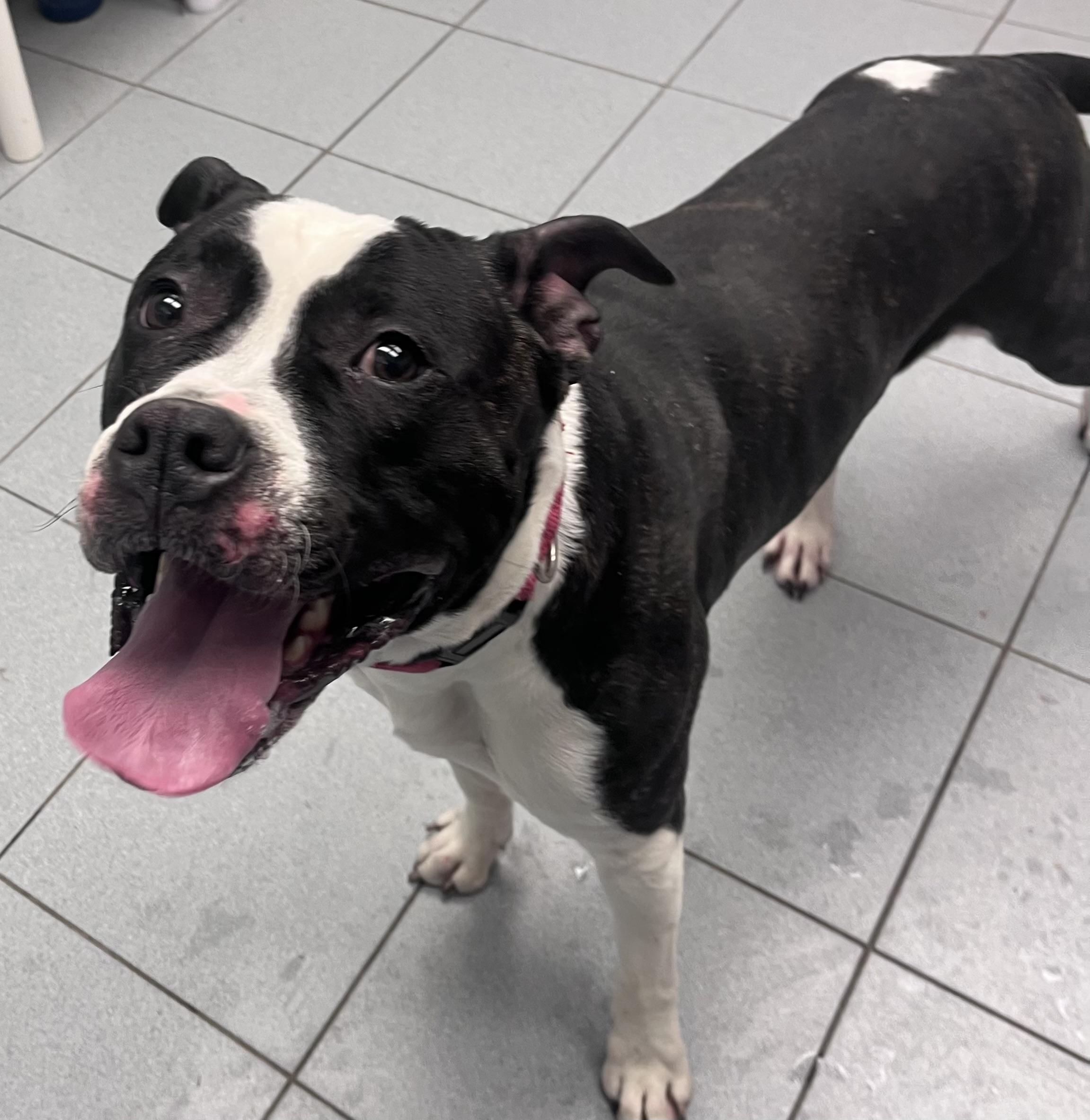 Enlarge Trixy , a ADOPTABLE mixed breed in Buffalo, NY image 5/6