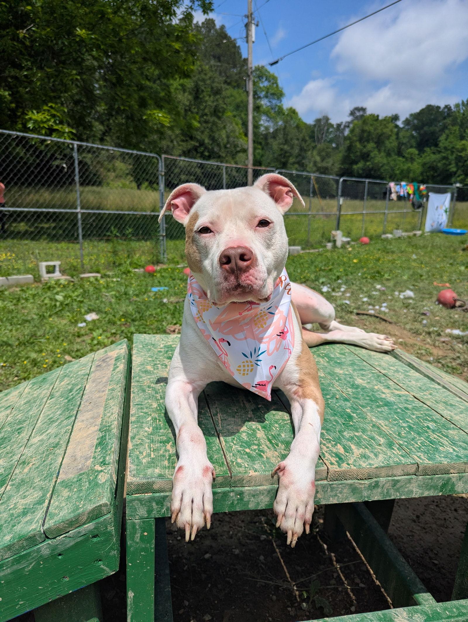 Ginger, Adoptable, Adult Female American Bulldog.