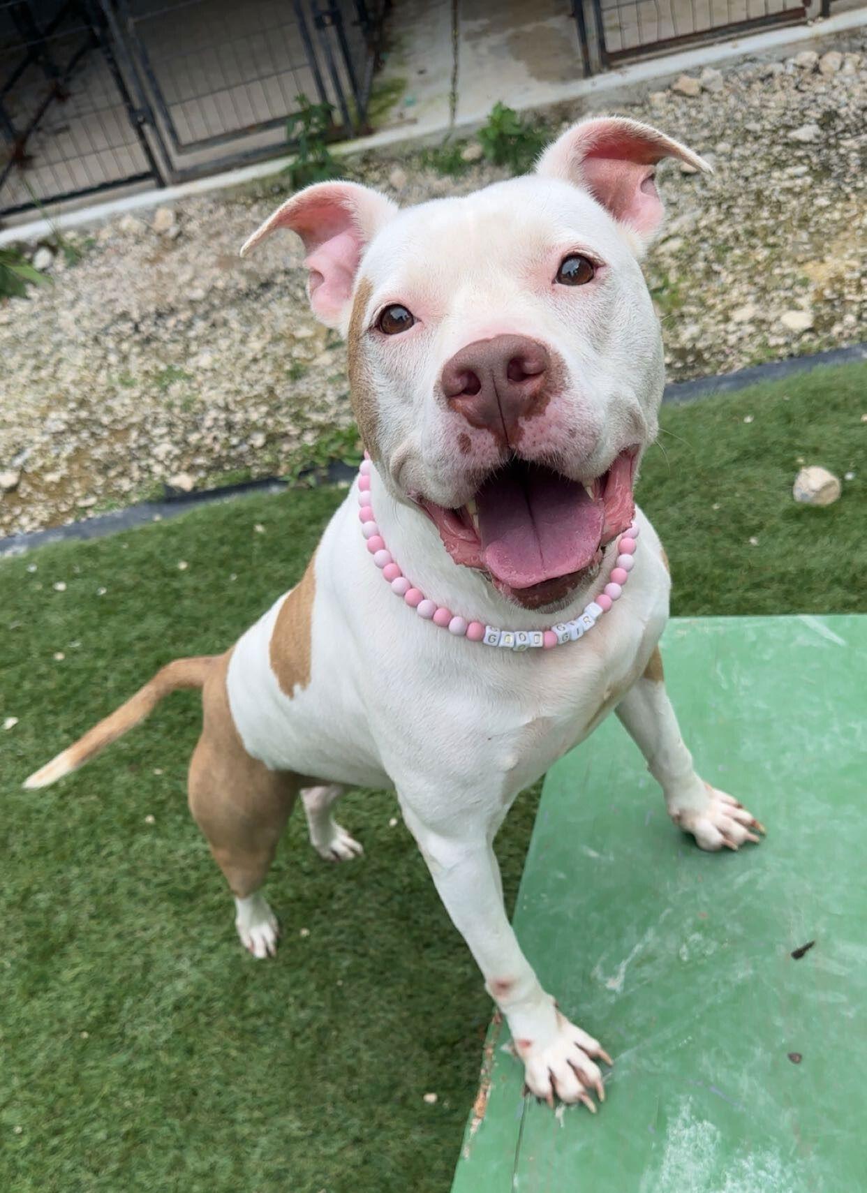 Ginger, a Adoptable American Bulldog in Calhoun, GA image 3/6