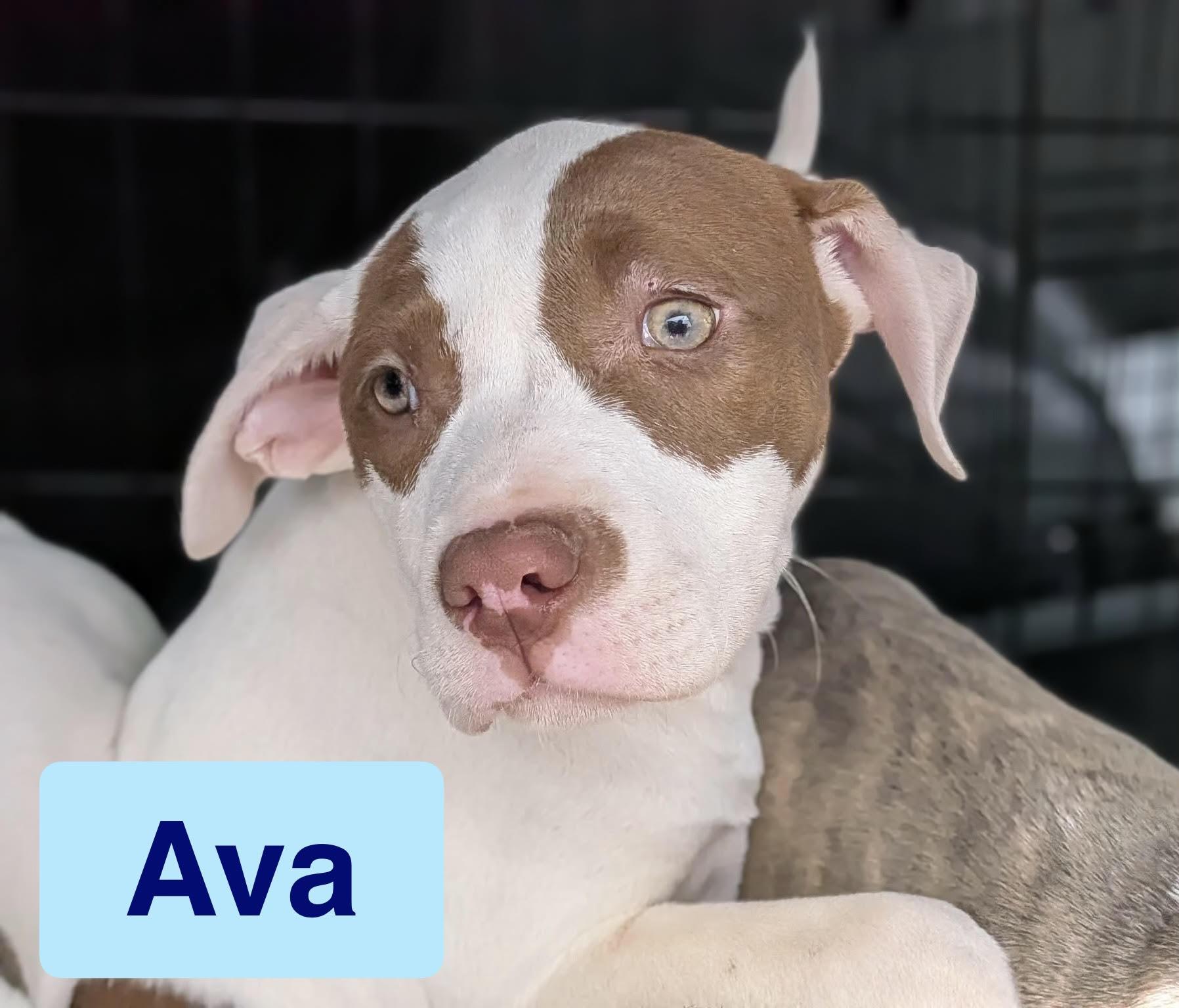 Ava, adoptable, Puppy Female American Bulldog.