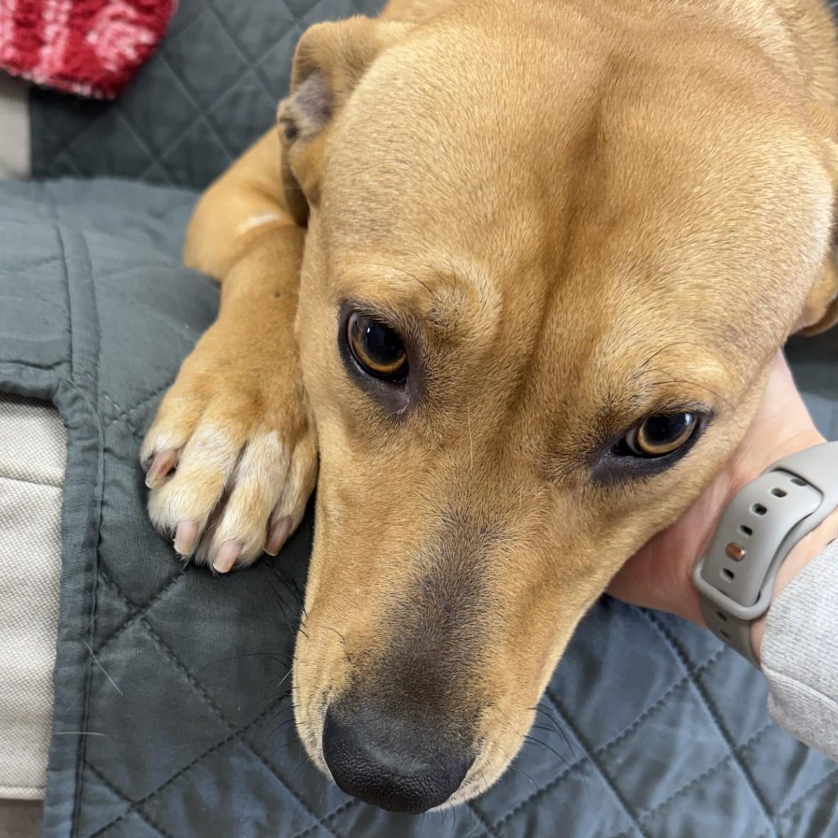 Enlarge Goldie, an adopted mixed breed in Farmington, MO image 2/3