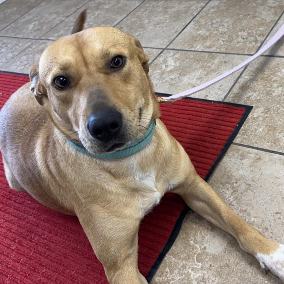 Goldie, adopted, Adult Female Labrador Retriever & Pit Bull Terrier.