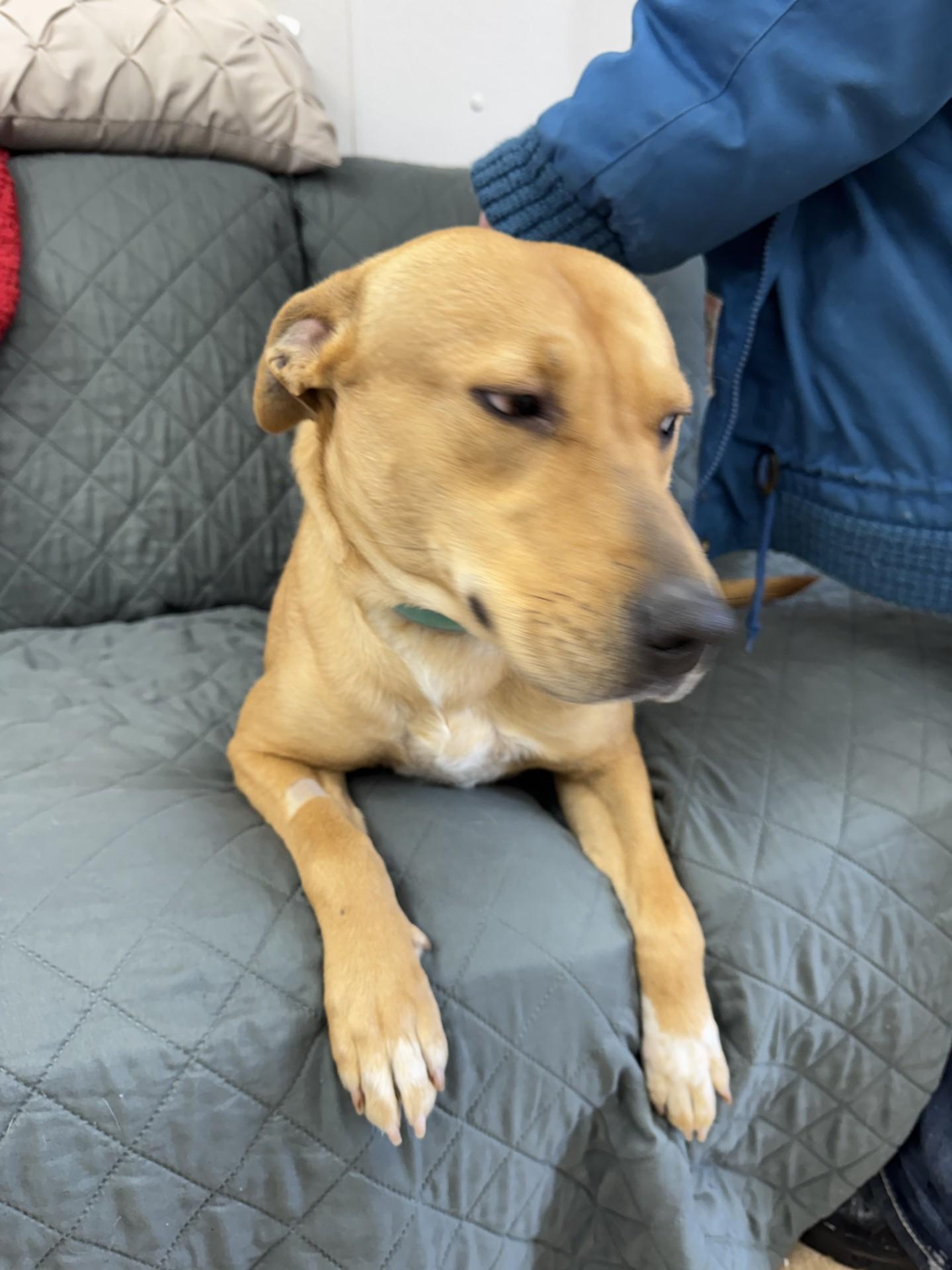 Enlarge Goldie, an adopted mixed breed in Farmington, MO image 3/3