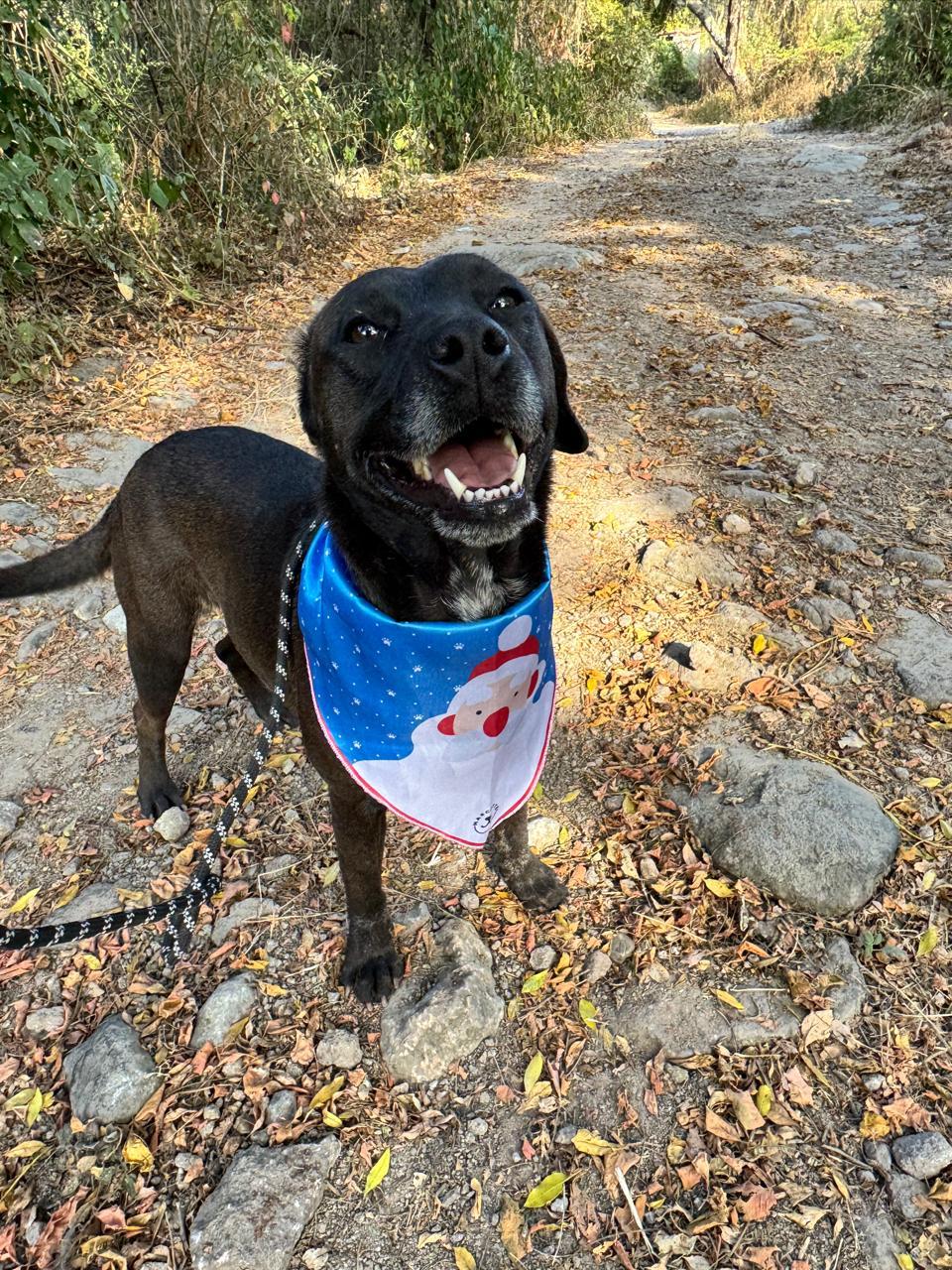 BEAN IS READY FOR THE PNW!, Adoptable, Adult Female Labrador Retriever.