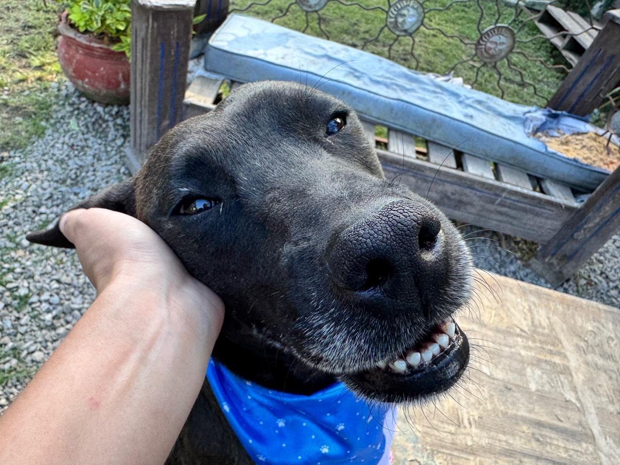BEAN IS READY FOR THE PNW!, an adoptable Labrador Retriever in Sammamish, WA, 98075 | Photo Image 5