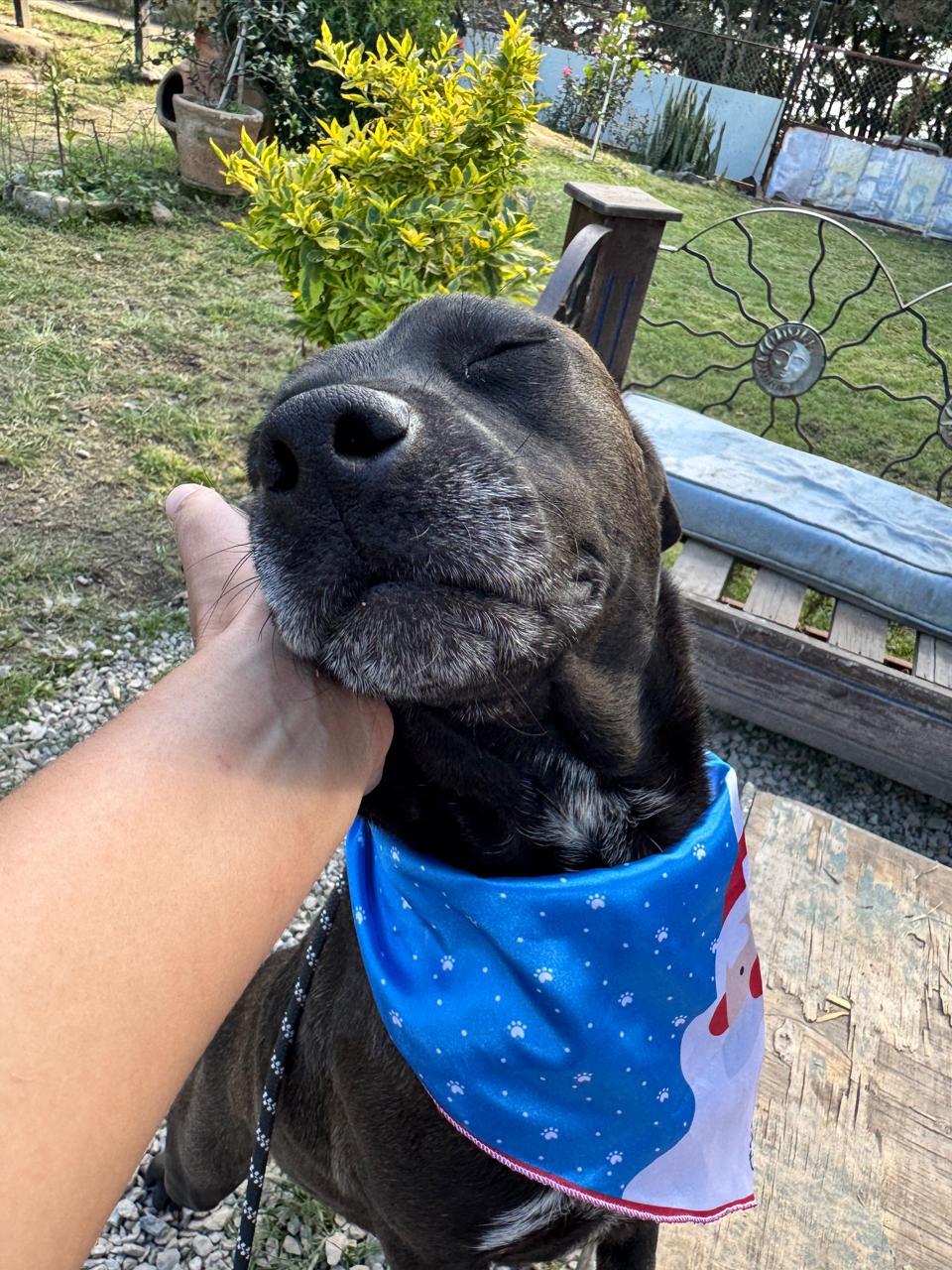 BEAN IS READY FOR THE PNW!, an adoptable Labrador Retriever in Sammamish, WA, 98075 | Photo Image 3