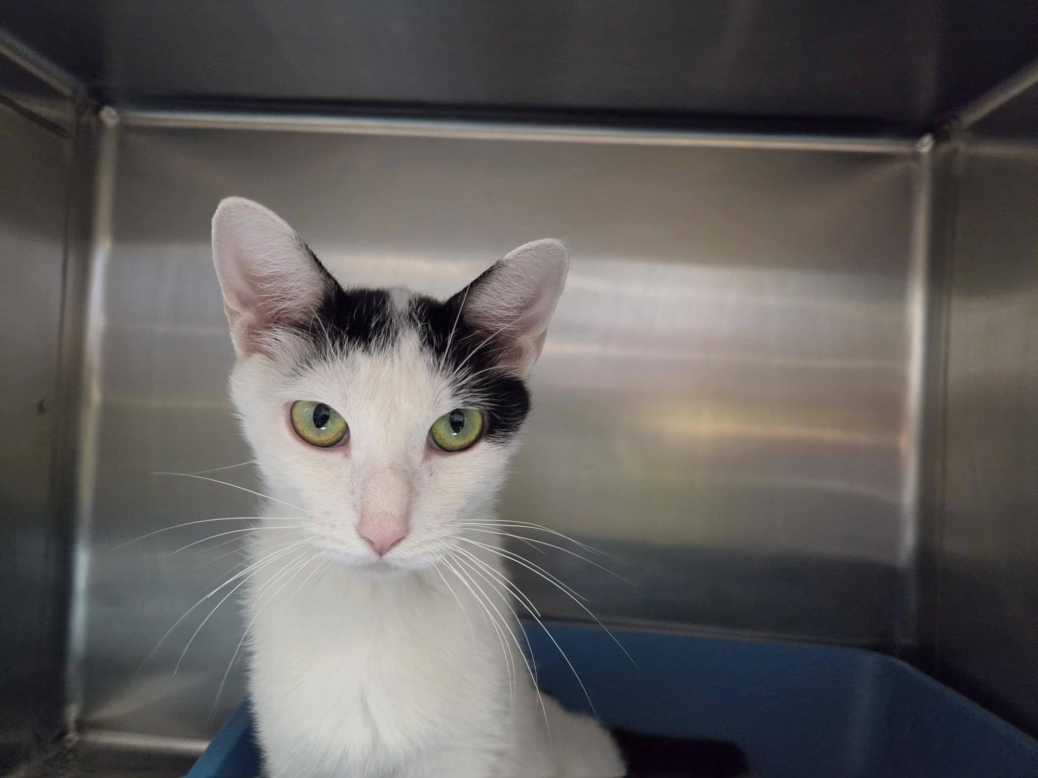 Enlarge Banker, a Adoptable Domestic Short Hair in Chilton, WI image 5/6