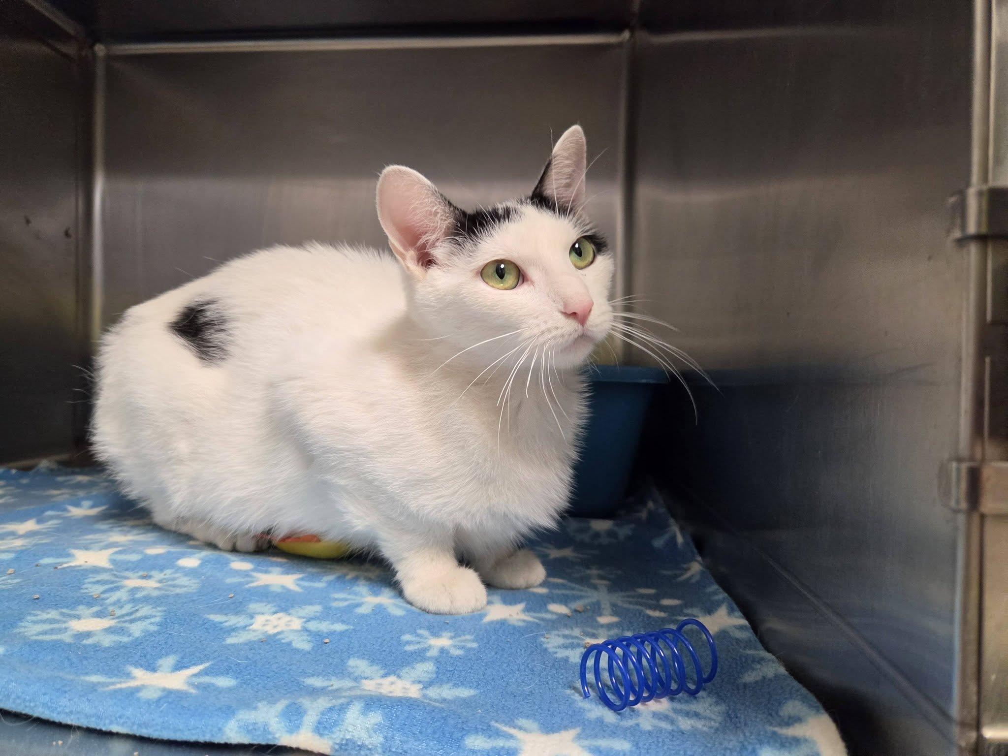 Enlarge Banker, a Adoptable Domestic Short Hair in Chilton, WI image 2/6