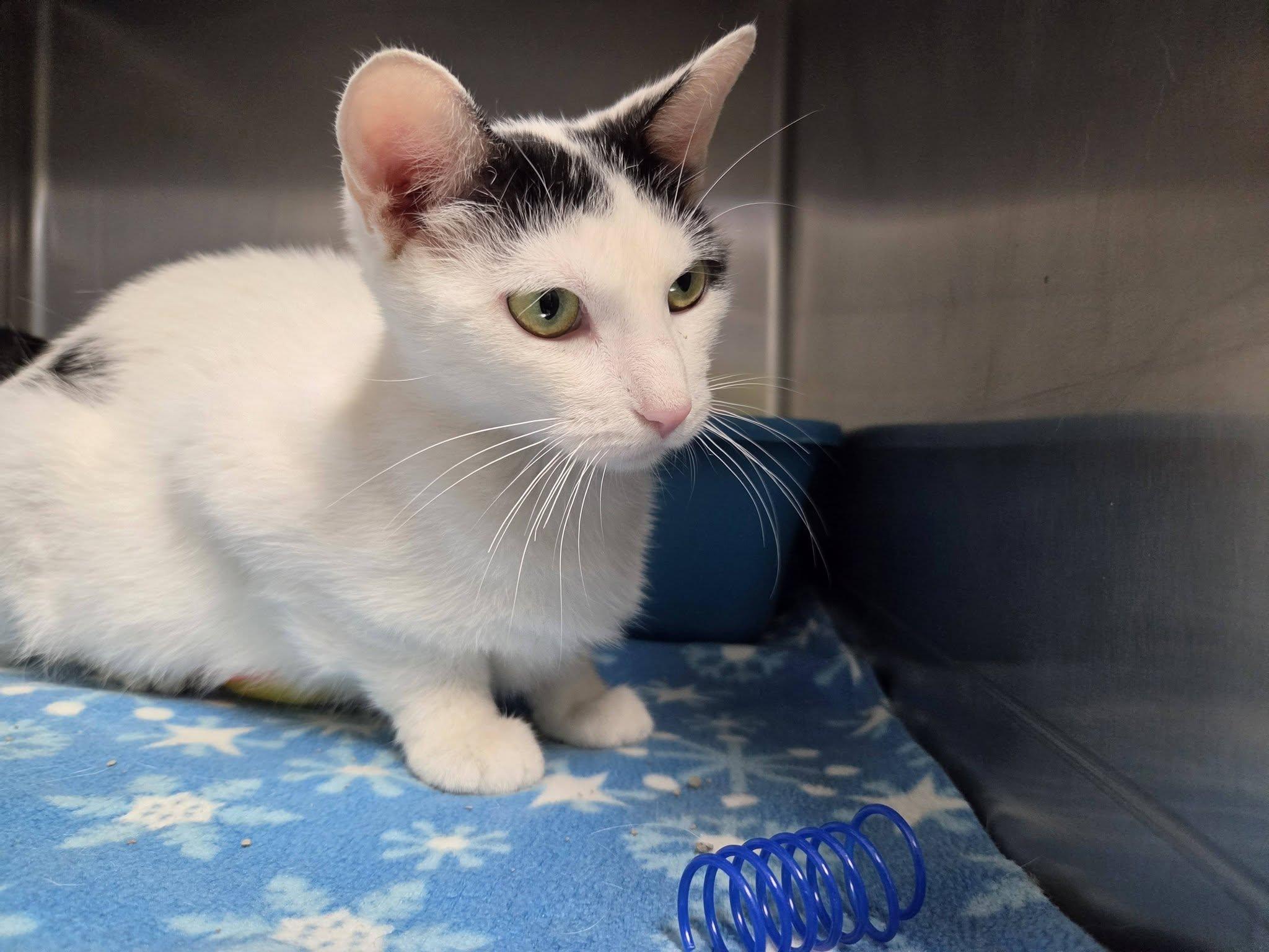 Enlarge Banker, a Adoptable Domestic Short Hair in Chilton, WI image 6/6