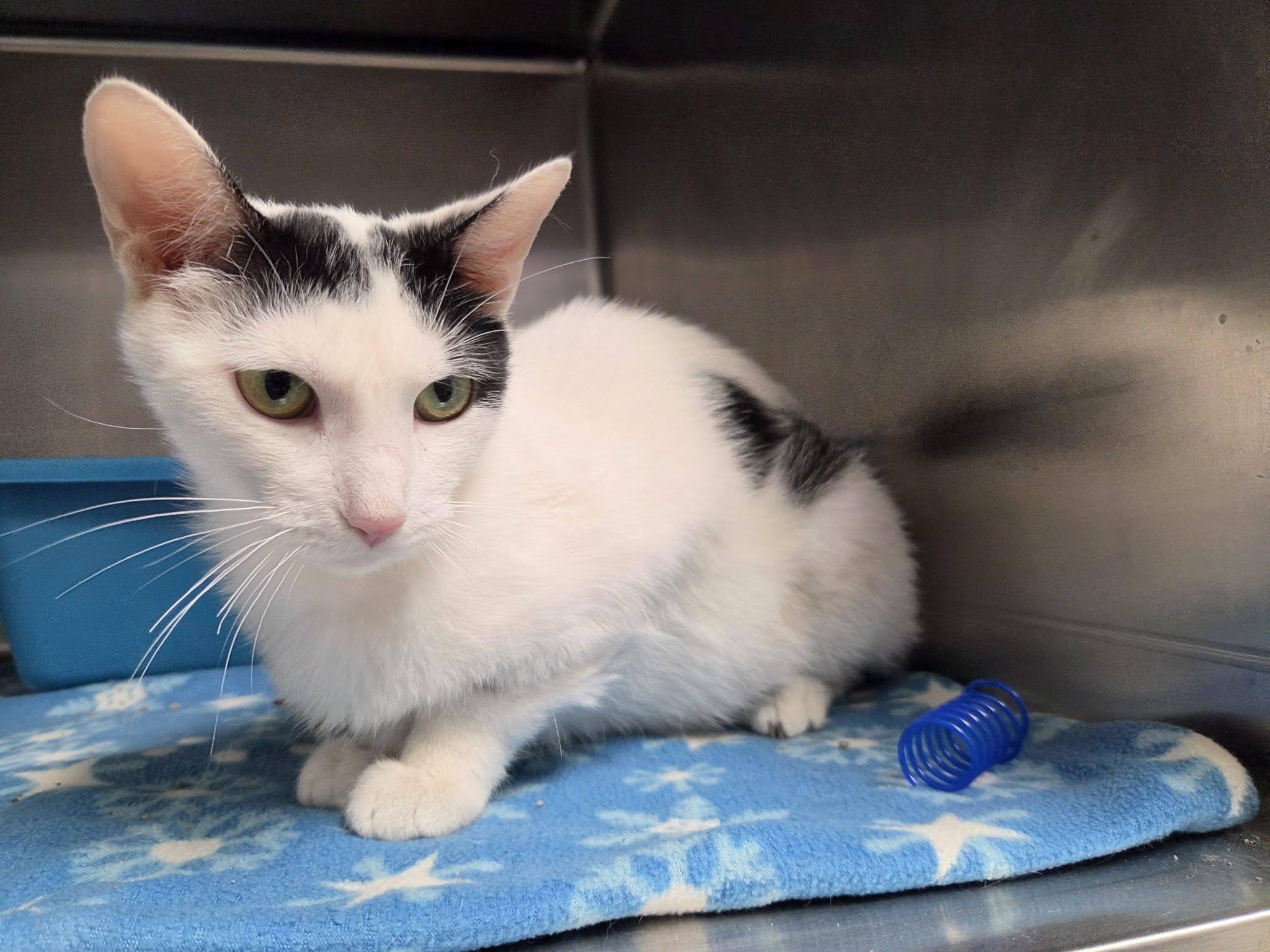 Enlarge Banker, a Adoptable Domestic Short Hair in Chilton, WI image 4/6