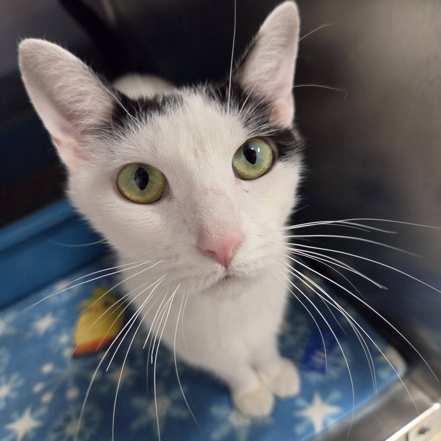 Banker, Adoptable, Adult Female Domestic Short Hair.