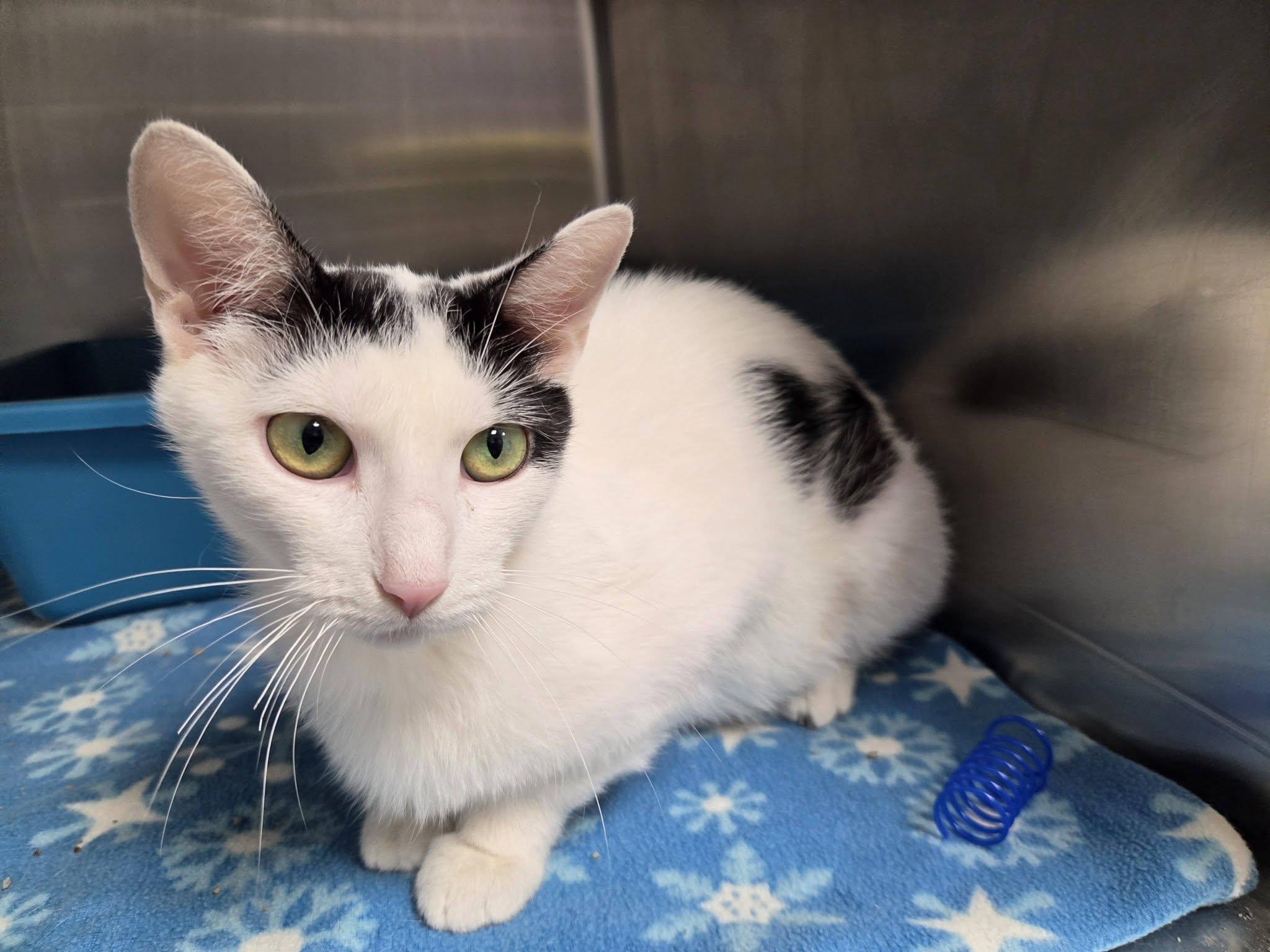 Enlarge Banker, a Adoptable Domestic Short Hair in Chilton, WI image 3/6