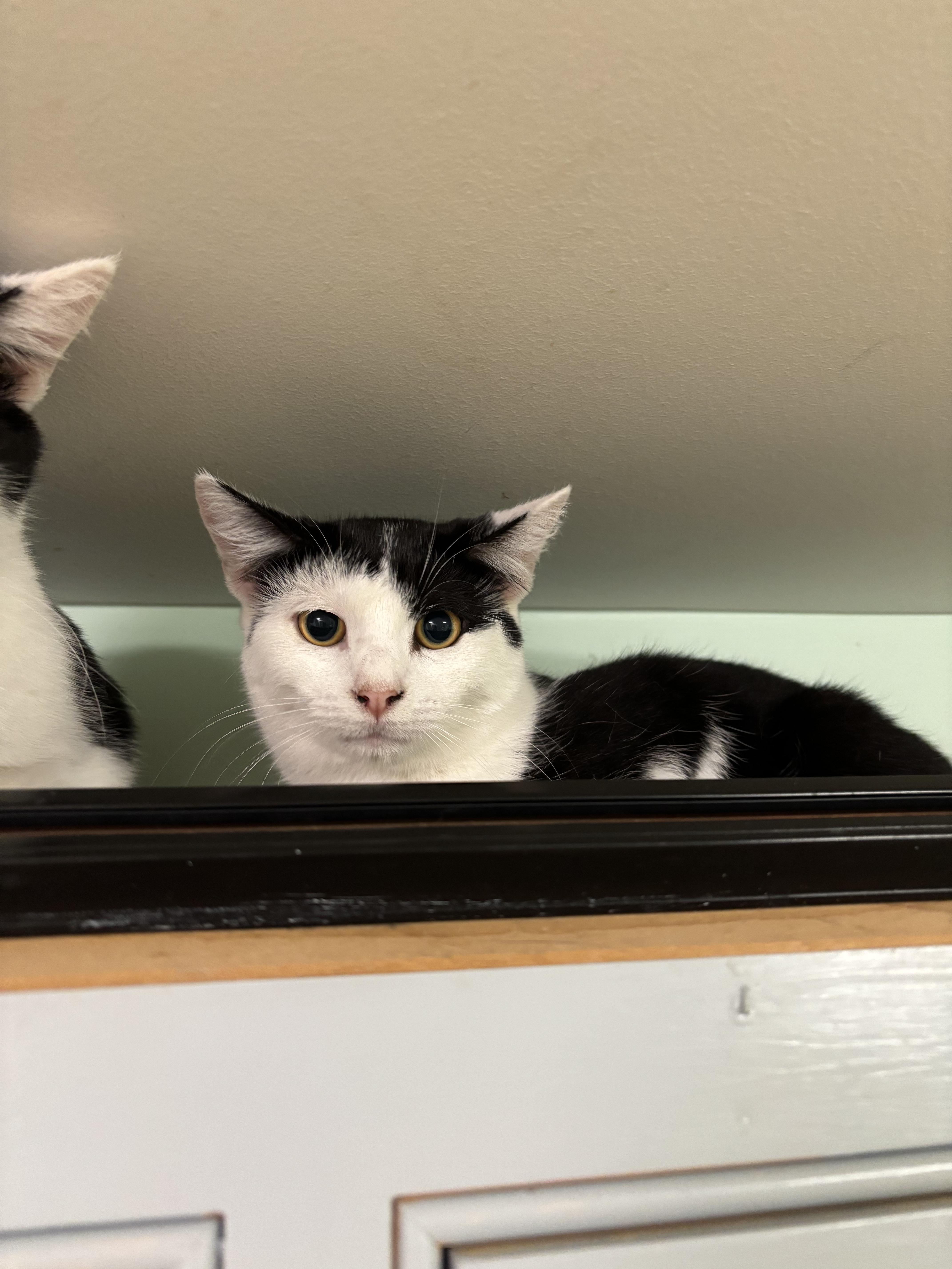 Enlarge Mason, a Adoptable Domestic Short Hair in Franklin, IN image 1/1