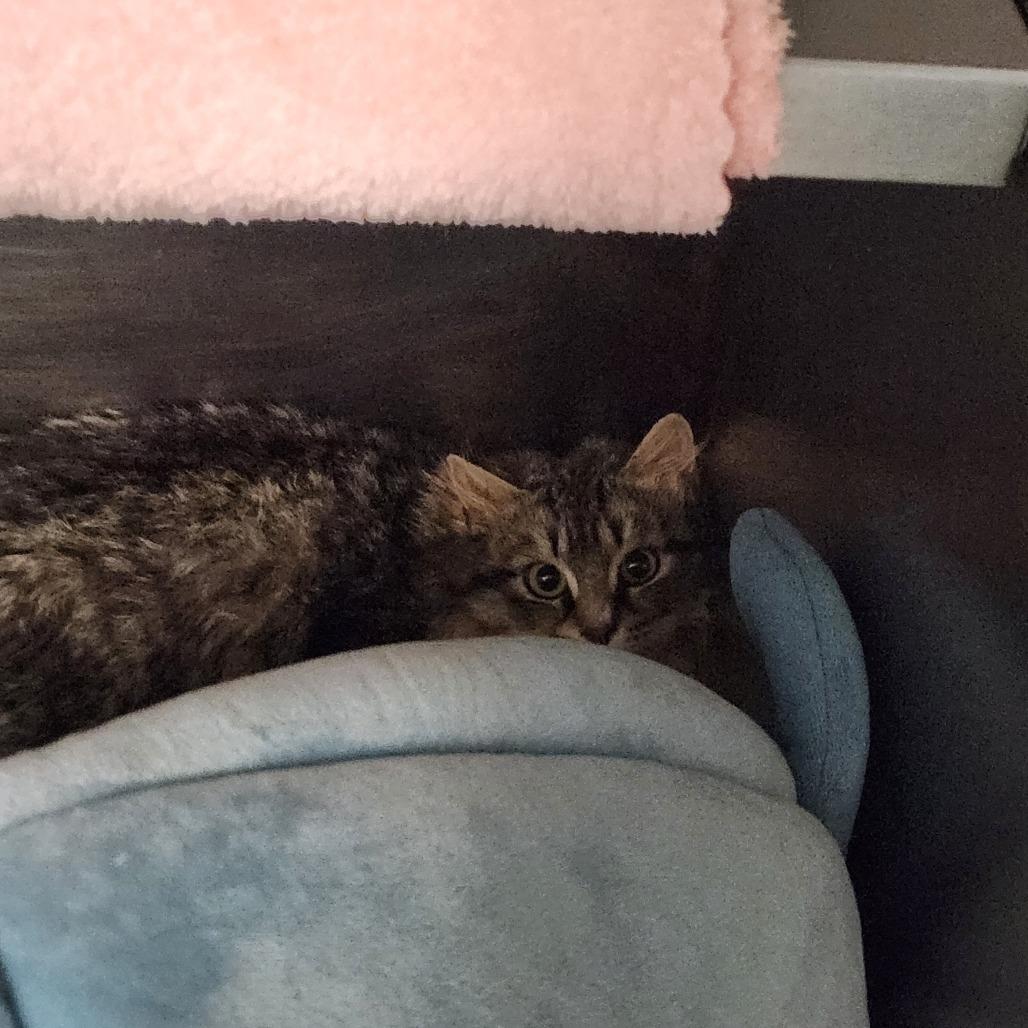 Sir Lance Alot, a Adoptable Domestic Long Hair in Brockton, MA image 1/2