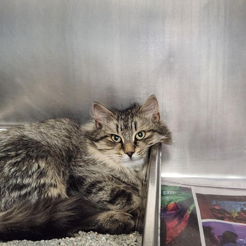 Sir Lance Alot, a Adoptable Domestic Long Hair in Brockton, MA image 2/2