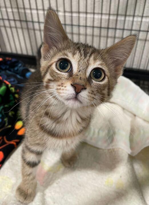 Clipper, an adopted Domestic Short Hair in Jackson, MI image 4/6
