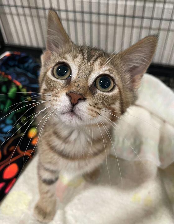 Clipper, an adopted Domestic Short Hair in Jackson, MI image 5/6