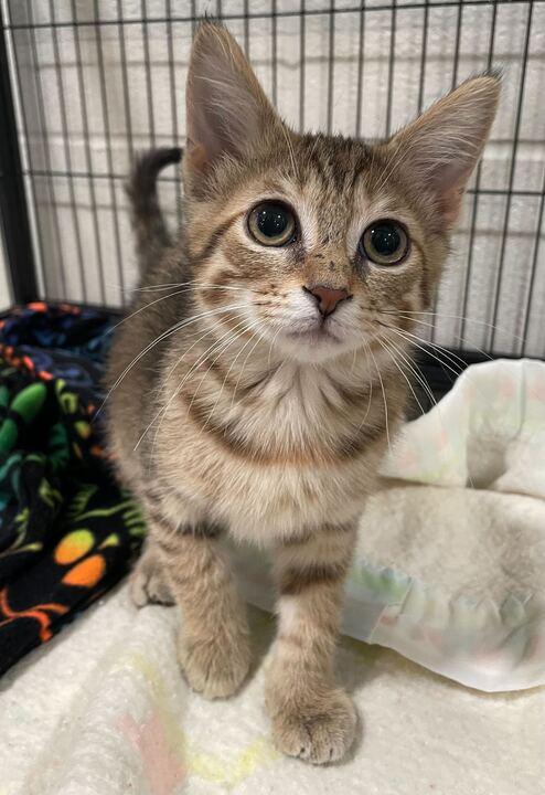 Clipper, an adopted Domestic Short Hair in Jackson, MI image 1/6