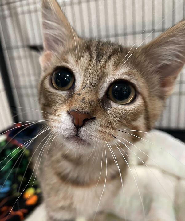 Clipper, an adopted Domestic Short Hair in Jackson, MI image 6/6