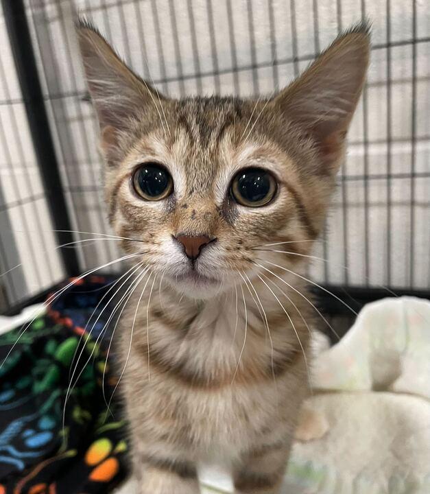 Clipper, an adopted Domestic Short Hair in Jackson, MI image 3/6
