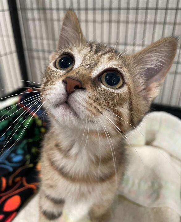 Clipper, an adopted Domestic Short Hair in Jackson, MI image 2/6