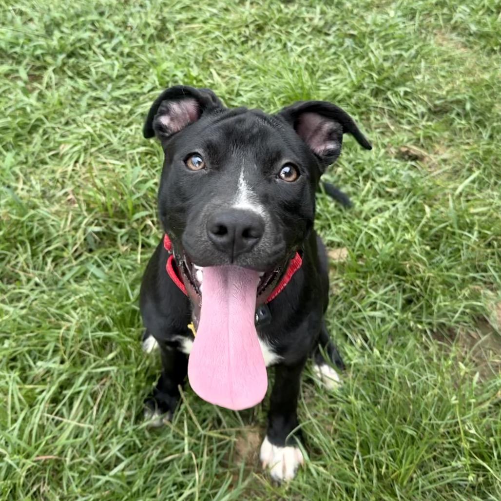 Enlarge Zelda, a Adoptable mixed breed in Daphne, AL image 1/6