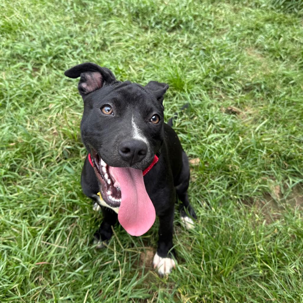 Enlarge Zelda, a Adoptable mixed breed in Daphne, AL image 2/6
