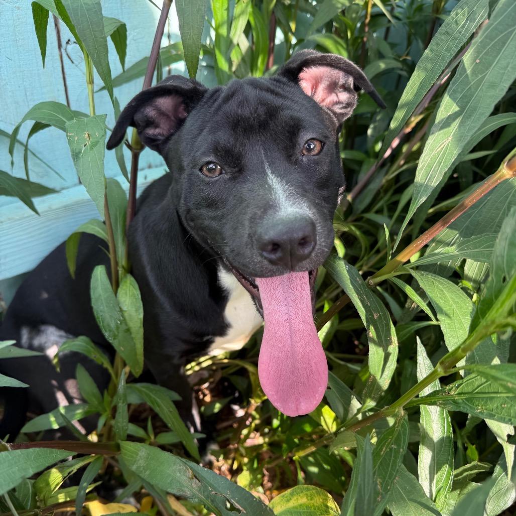 Enlarge Zelda, a Adoptable mixed breed in Daphne, AL image 3/6