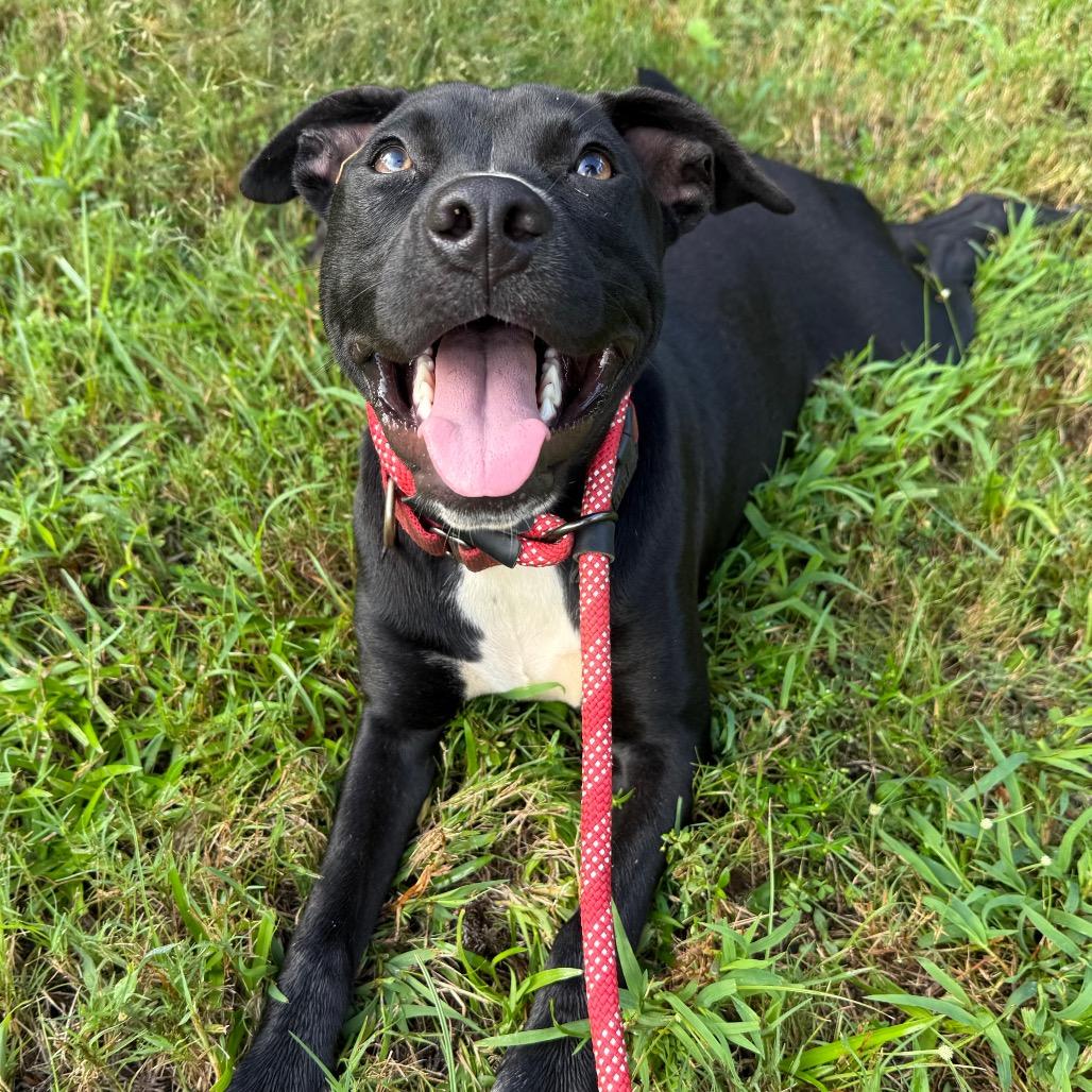 Enlarge Zelda, a Adoptable mixed breed in Daphne, AL image 4/6