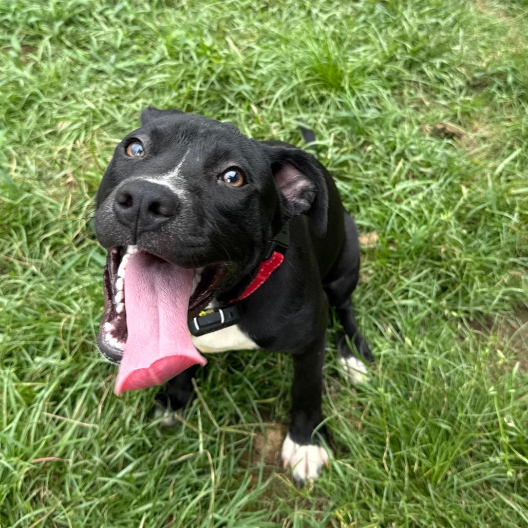 Enlarge Zelda, a Adoptable mixed breed in Daphne, AL image 5/6