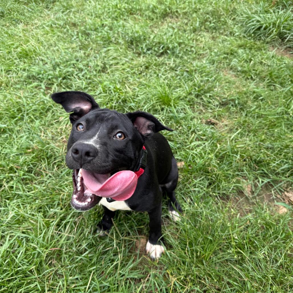 Enlarge Zelda, a Adoptable mixed breed in Daphne, AL image 6/6