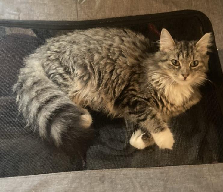 Glenda, a Adopted mixed breed in Parma, OH image 1/2