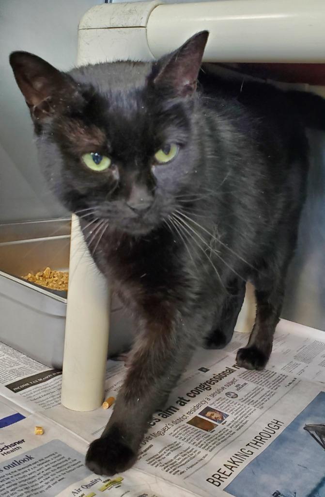 Enlarge Elizabeth (Coal), a Adopted mixed breed in Denham Springs, LA image 1/1