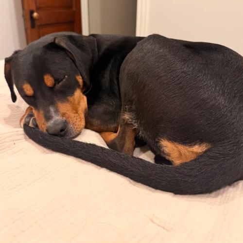 Noemi, Adoptable, Young Female Hound & Mixed Breed.