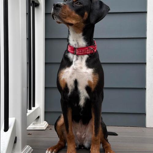 Enlarge Noemi, a Adoptable mixed breed in Washington, DC image 4/5