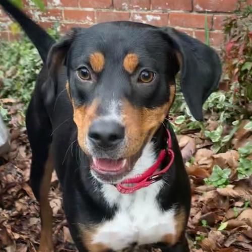 Enlarge Noemi, a Adoptable mixed breed in Washington, DC image 5/5