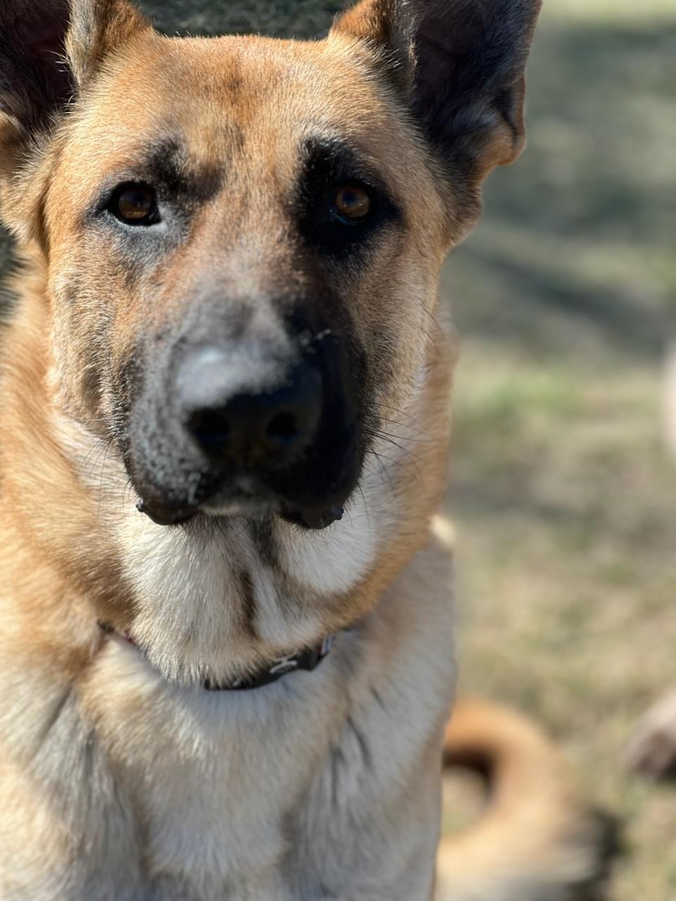 Enlarge Tucker, a ADOPTABLE German Shepherd Dog in Spokane Valley, WA image 2/3