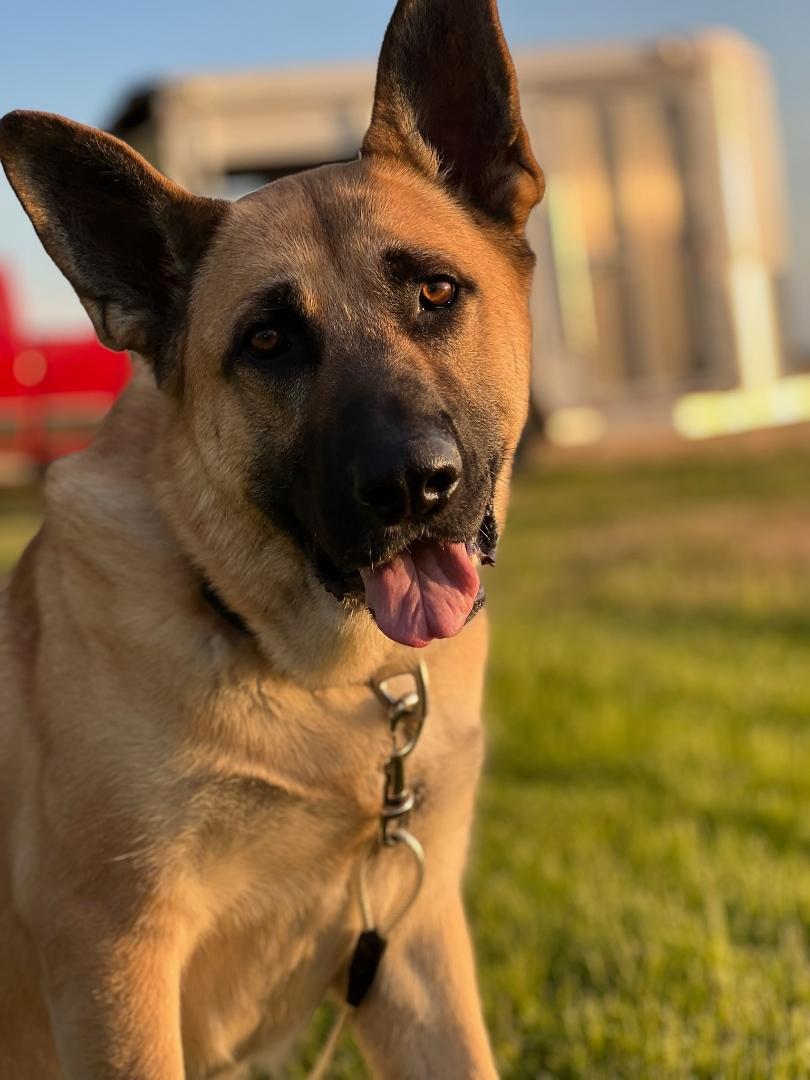 Tucker, ADOPTABLE, Young Male German Shepherd Dog.