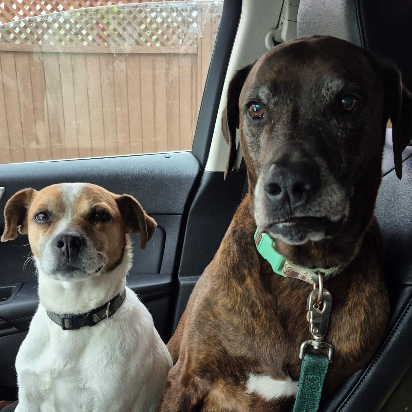 Gretchen, an adopted mixed breed in Rochester Hills, MI image 2/3