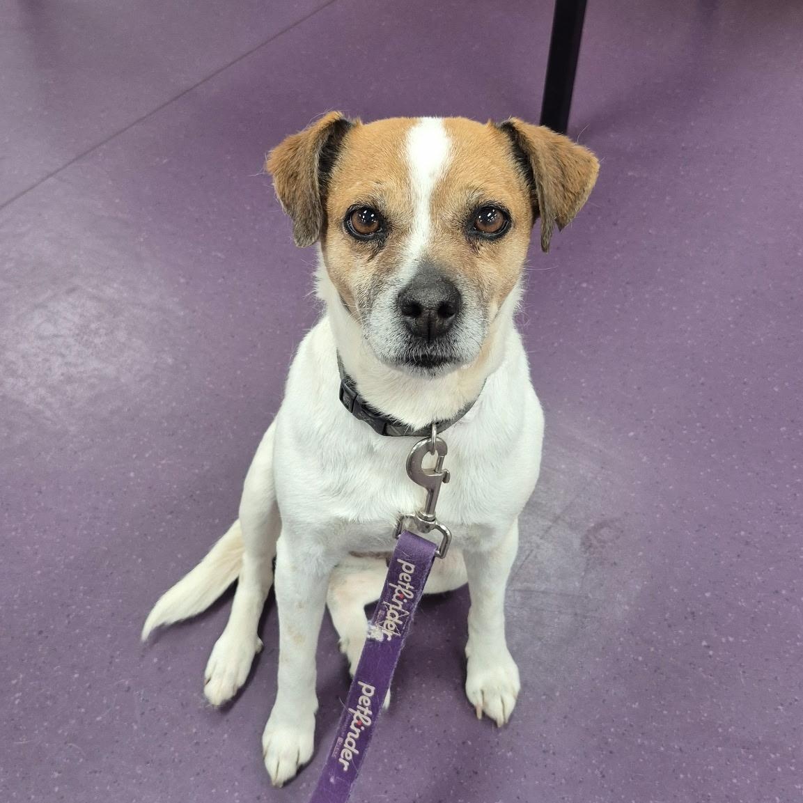 Gretchen, adopted, Adult Female Jack Russell Terrier & Beagle.