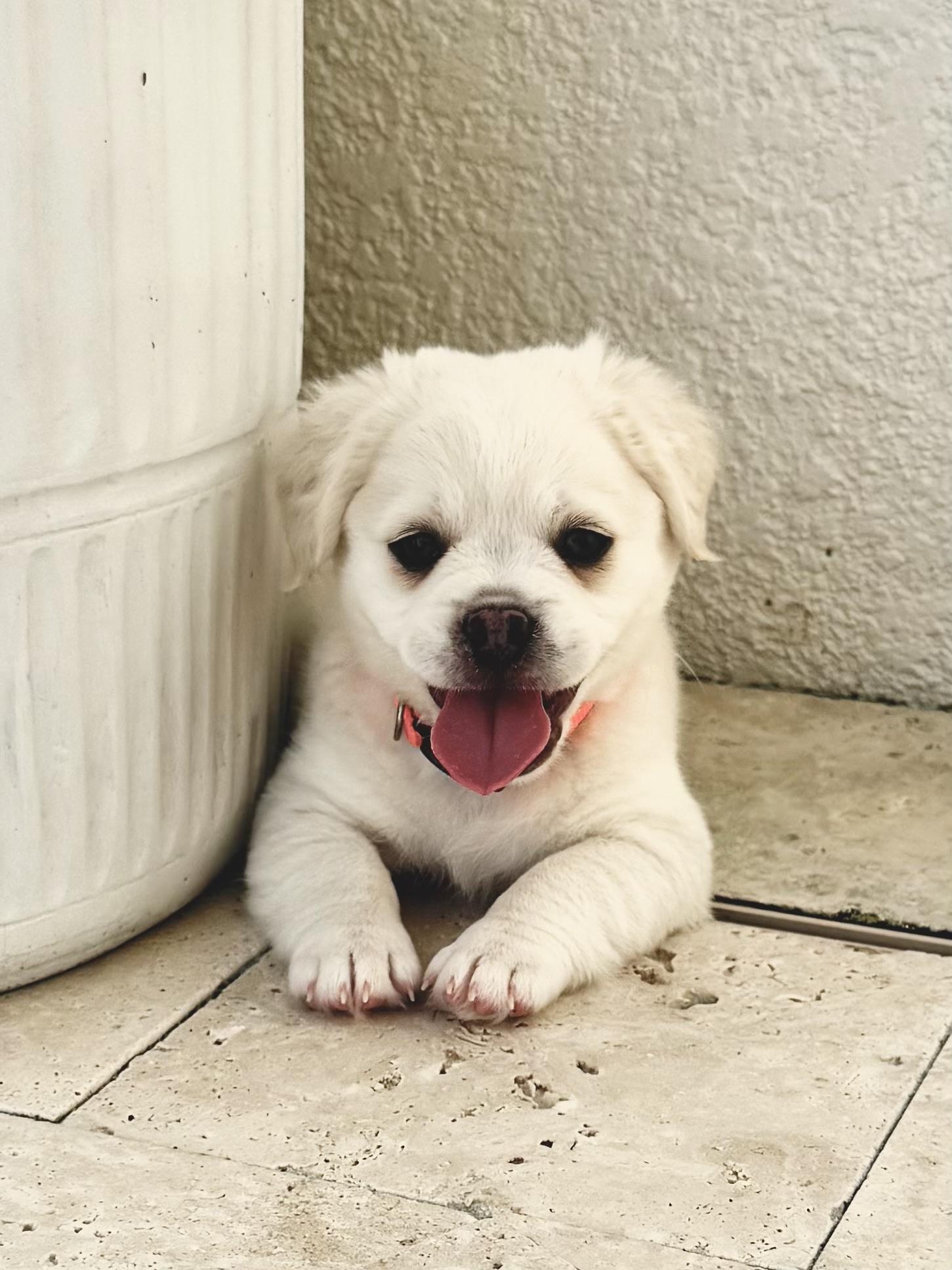 Teddy, an adopted mixed breed in Tampa, FL image 5/6