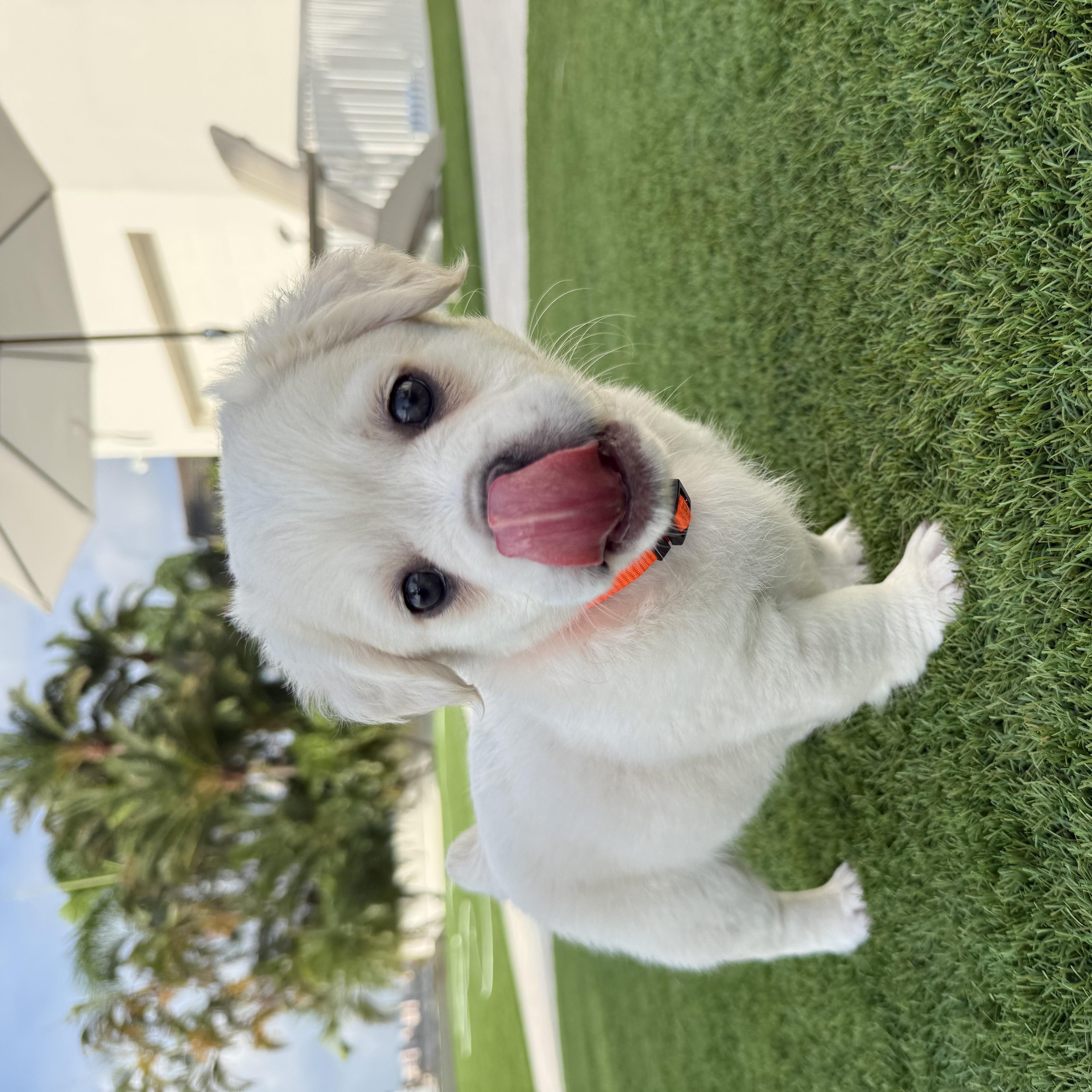 Teddy, adopted, Puppy Male French Bulldog.