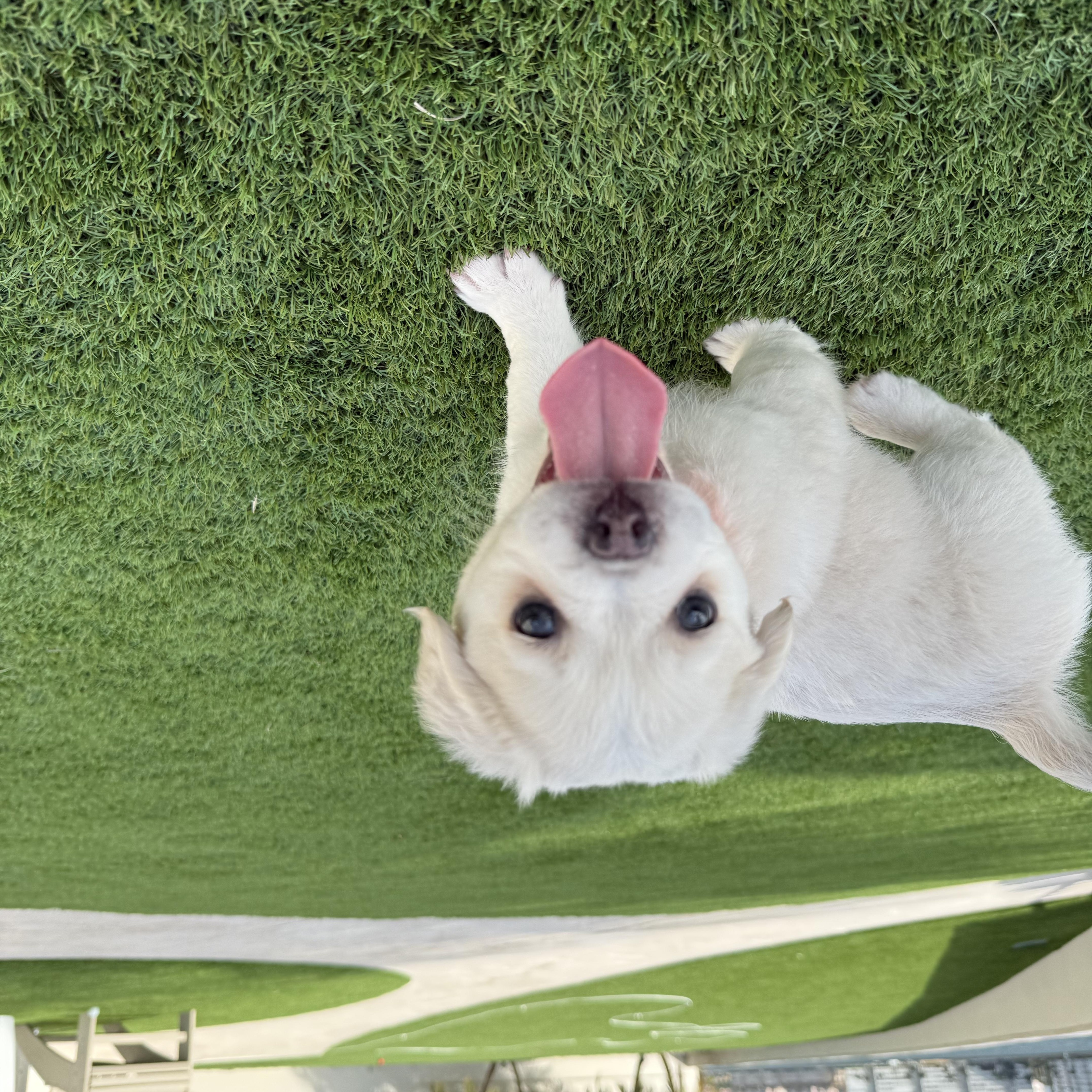 Teddy, an adopted mixed breed in Tampa, FL image 2/6