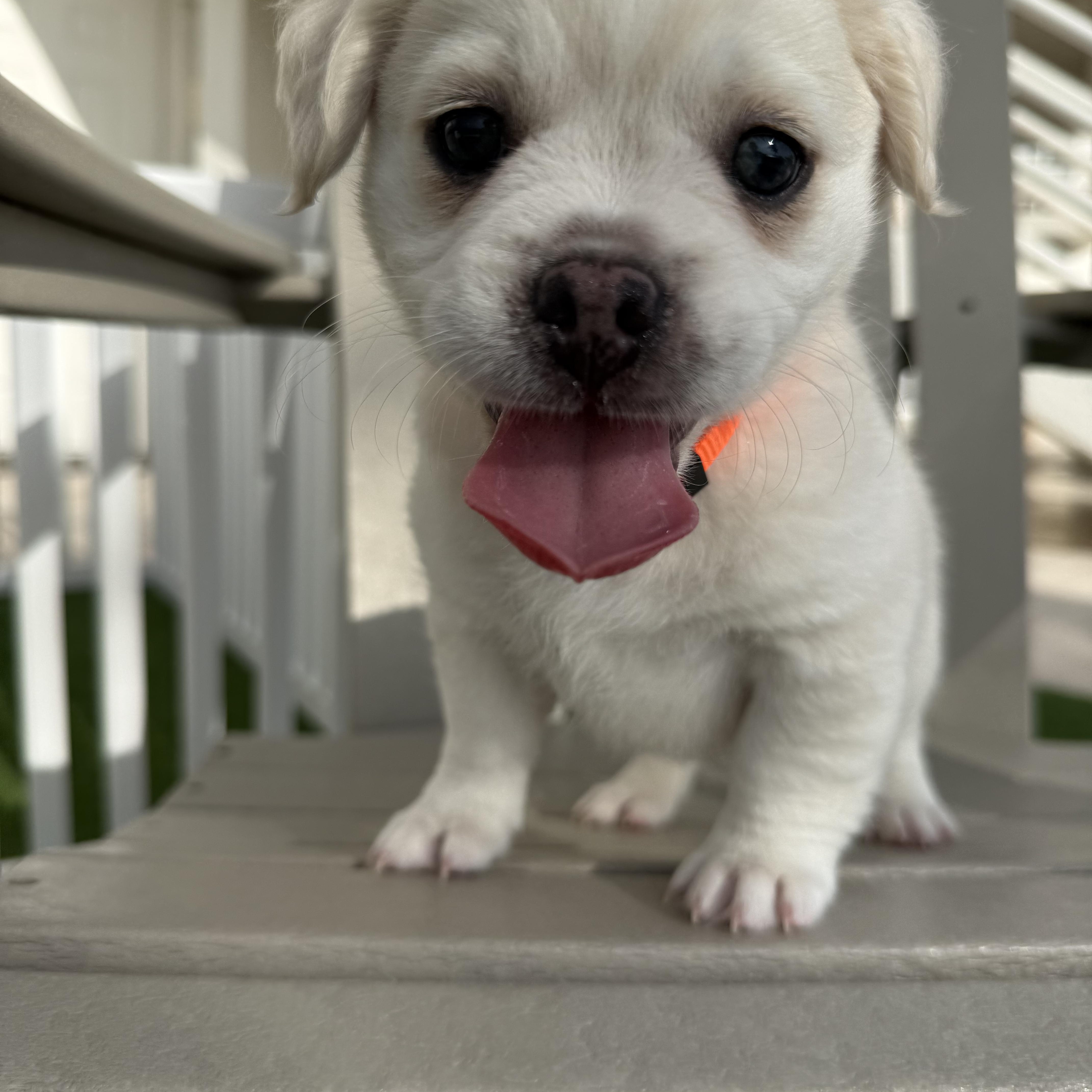 Teddy, an adopted mixed breed in Tampa, FL image 6/6