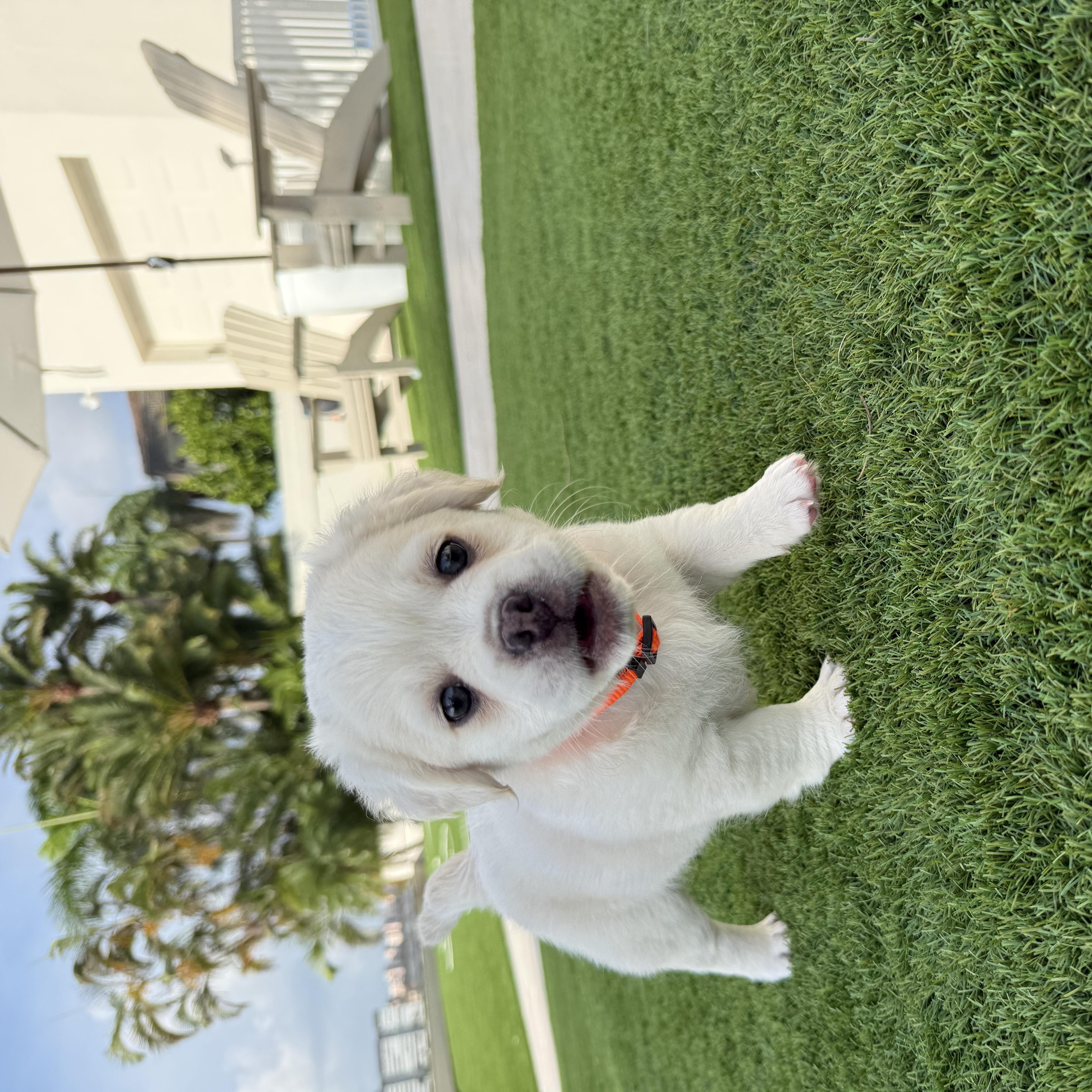 Teddy, an adopted mixed breed in Tampa, FL image 3/6