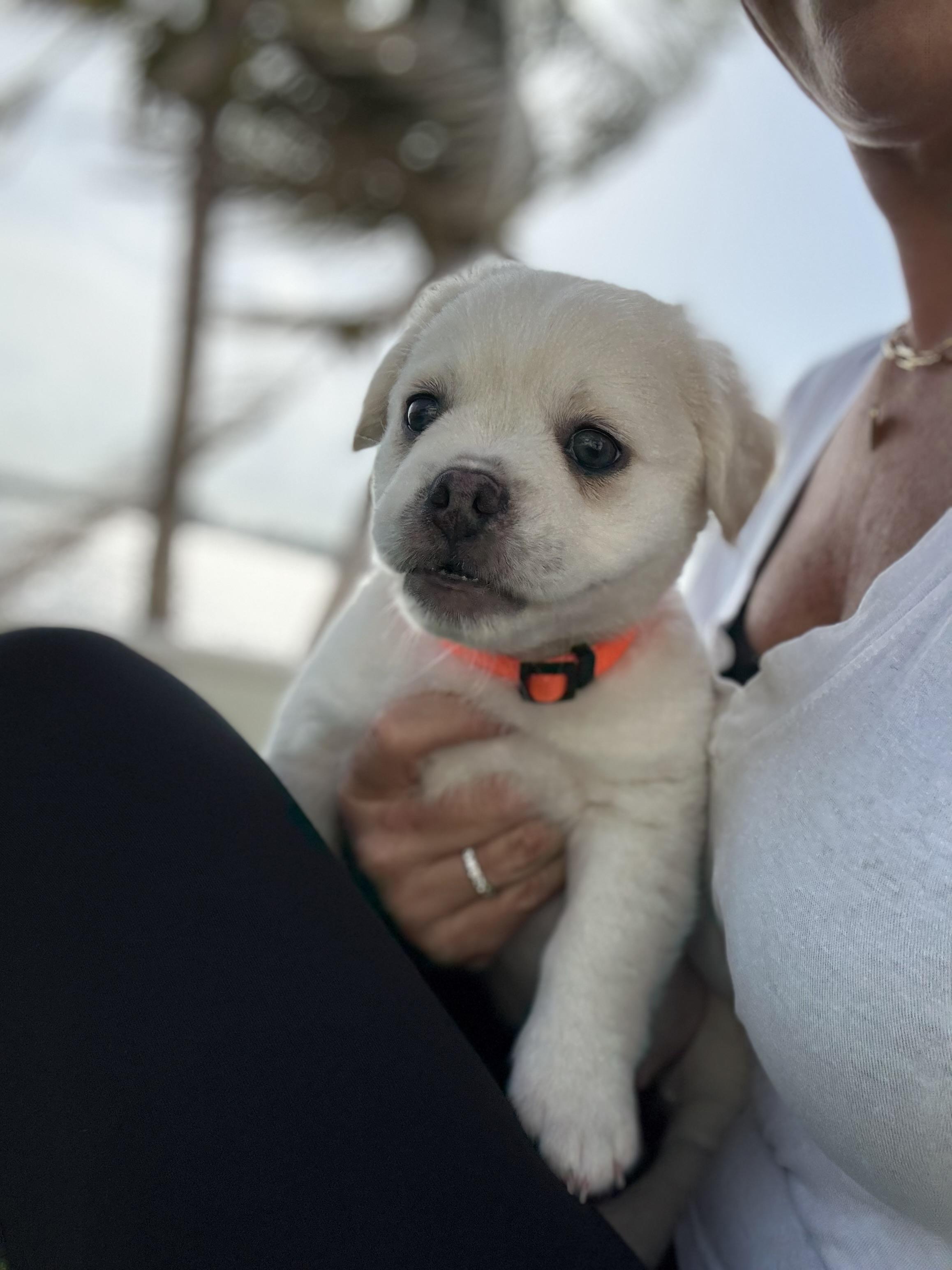 Teddy, an adopted mixed breed in Tampa, FL image 4/6